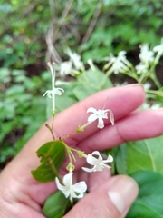 Ajugoideae