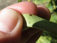 Diaphorina citri