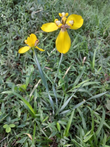 Trimezia spathata, photograph 5