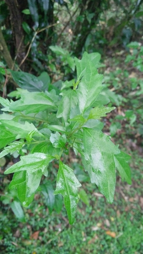 Image of Premna microphylla by (c) Cheng-Te Hsu, some rights reserved (CC BY)