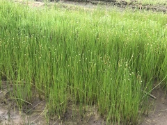 Juncus mexicanus