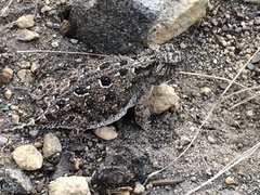 Phrynosoma douglasii