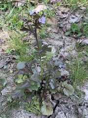 Cardamine raphanifolia acris