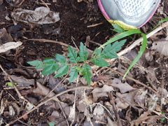 Alectryon excelsus excelsus