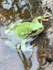 Hyla savignyi