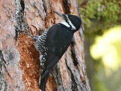 Black-Backed Woodpecker photo 1