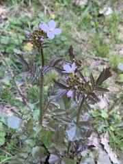 Cardamine raphanifolia acris