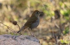 Catharus occidentalis
