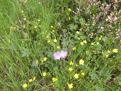 Sidalcea sparsifolia