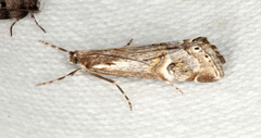 Hednota longipalpella