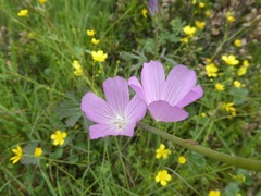 Sidalcea sparsifolia