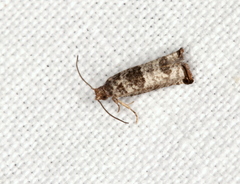 Spilonota constrictana