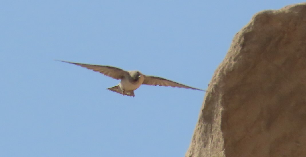 Pale Crag Martin