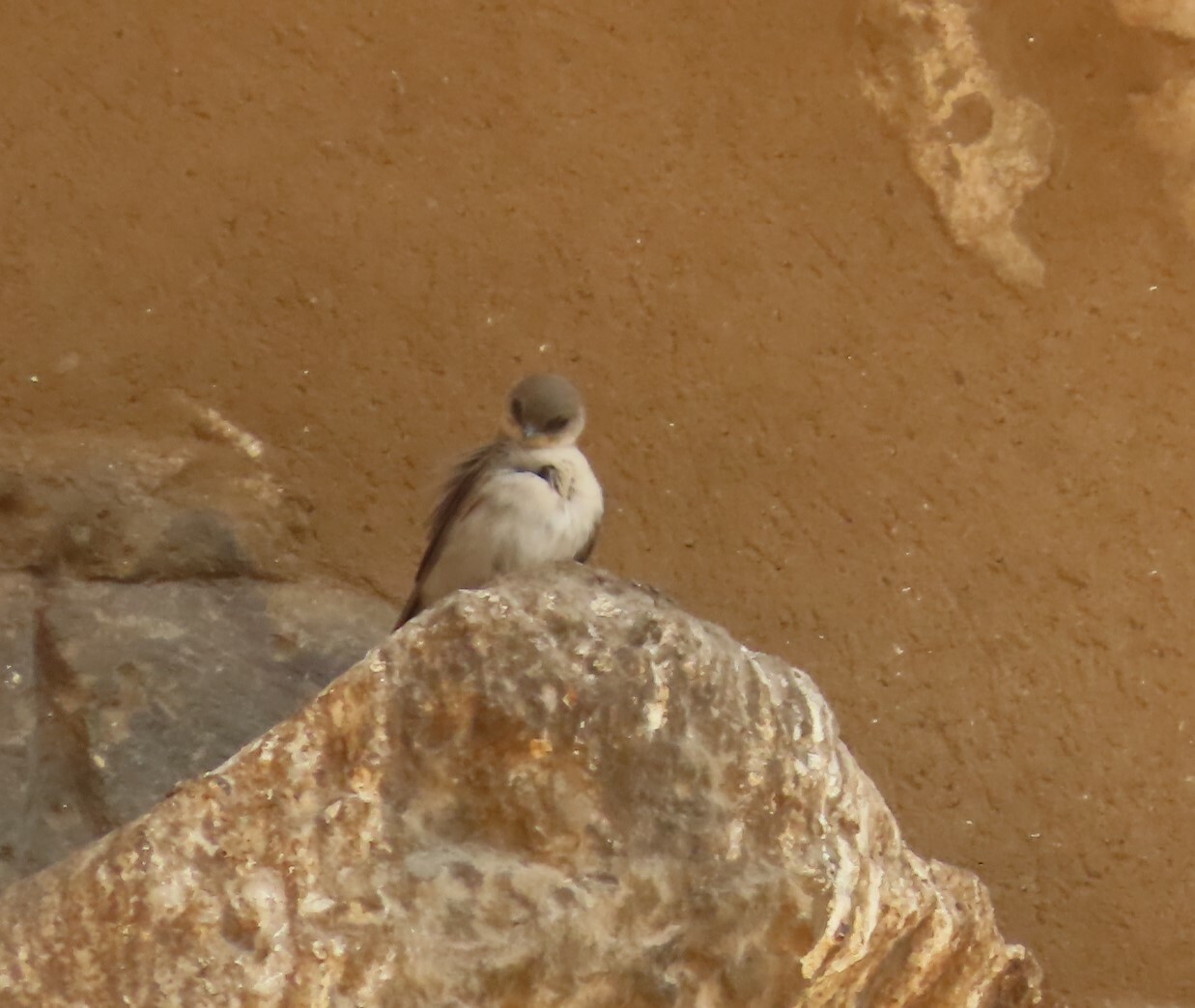 Pale Crag Martin