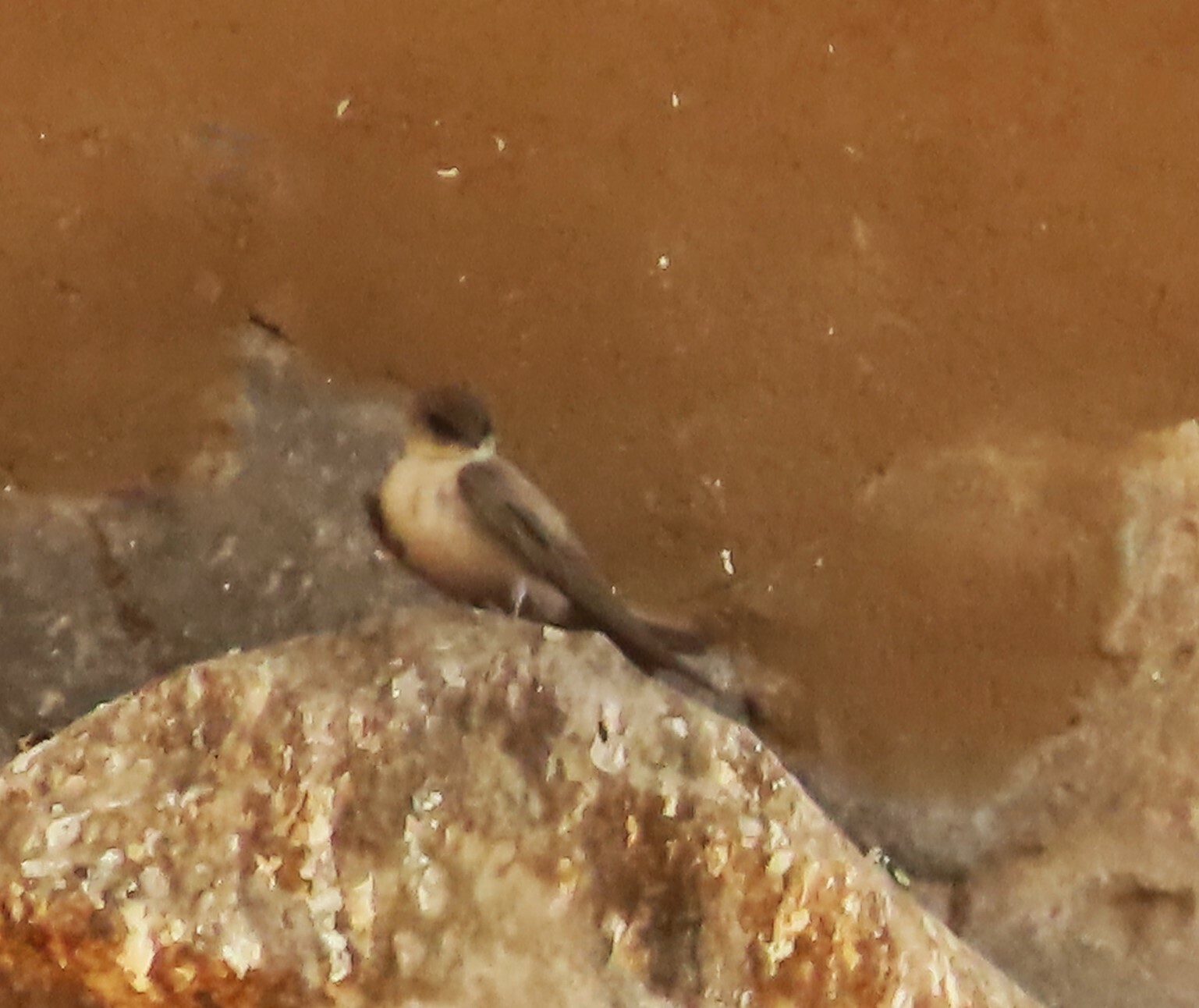 Pale Crag Martin
