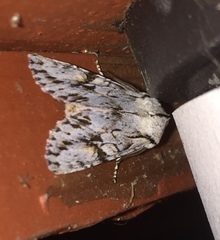Egira crucialis