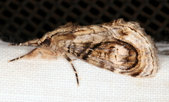 Zalissa catocalina