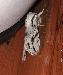 Egira crucialis