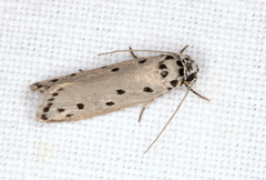 Ethmia heptasema