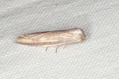 Prionopterina grammatistis