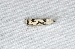 Lichenaula calligrapha