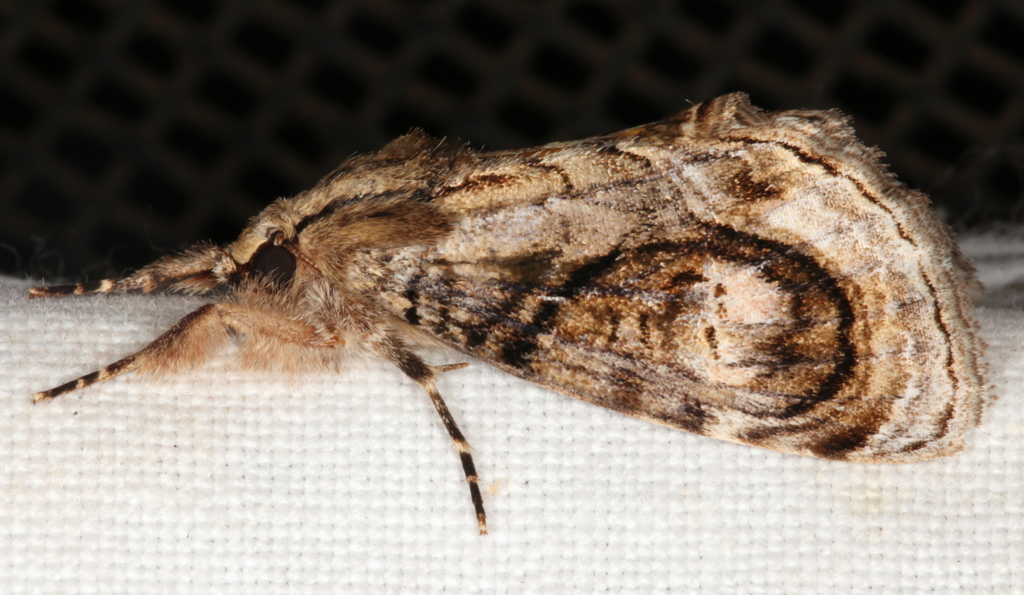 Zalissa catocalina