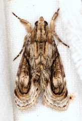 Zalissa catocalina