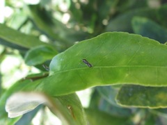 Diaphorina citri
