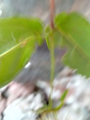 Combretum macrocalyx image