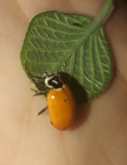 Hippodamia convergens