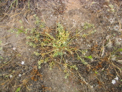 Eryngium pendletonense