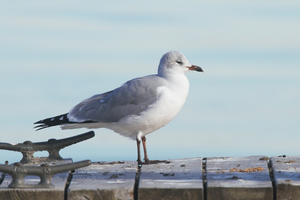 Hooded × Large White-headed Gulls