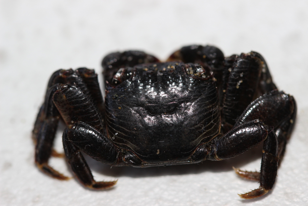 Drifter Crab
