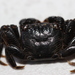 Drifter Crab - Photo (c) beaumasters, some rights reserved (CC BY-NC)