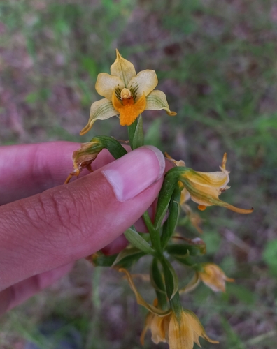 Image of Gavilea odoratissima by (c) Ariadna Tripaldi, some rights reserved (CC BY)