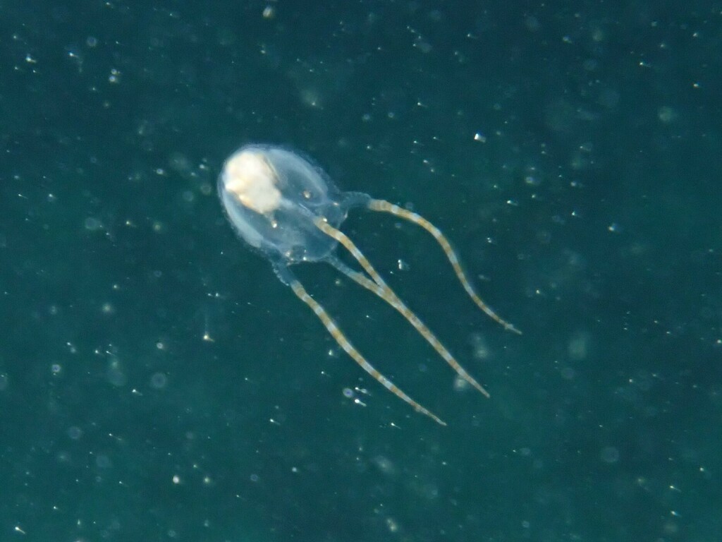 Sivickis' Box Jellyfish from Santa Rita, Guam on December 14, 2023 at
