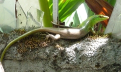 Lamprolepis smaragdina