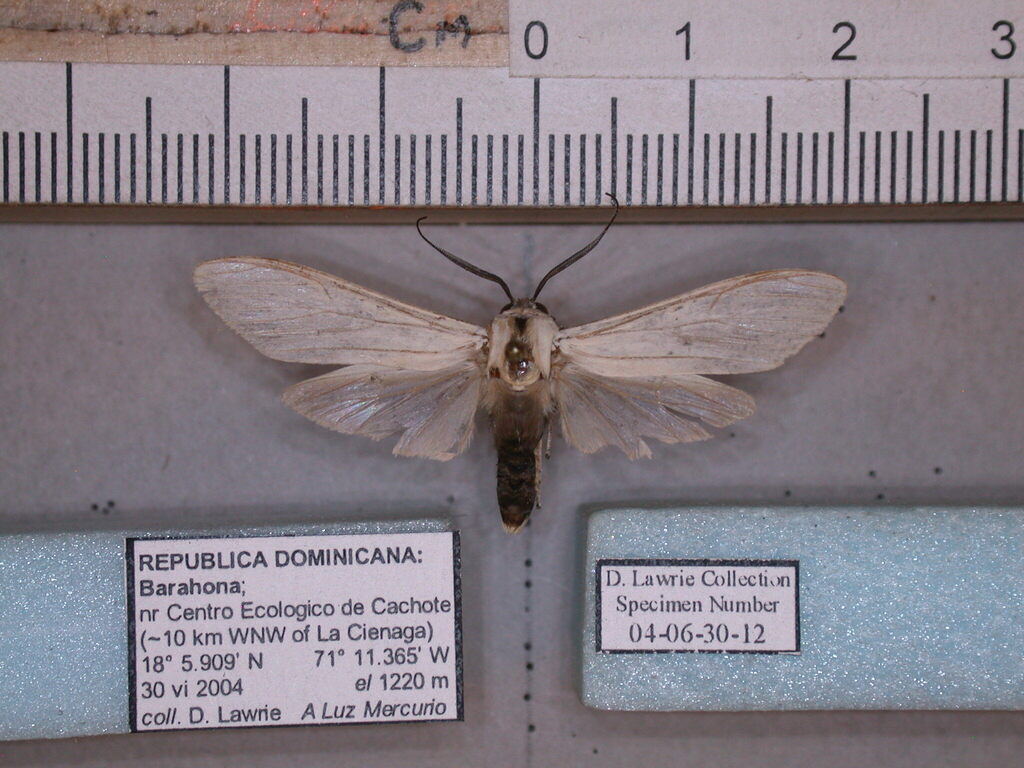 Edwards' Wasp Moth from Municipio de La Ciénaga, 81000, Dominican ...