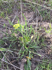 Lomatium triternatum