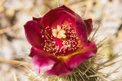 Cylindropuntia wolfii