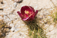 Cylindropuntia wolfii