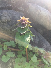 Lamium purpureum