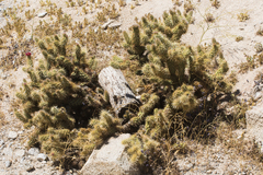 Cylindropuntia wolfii