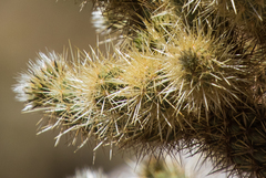 Cylindropuntia wolfii