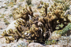 Cylindropuntia wolfii