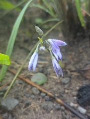 Blue Star Fern (Cyanastrum)