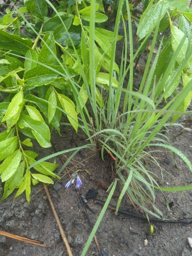 Cyanastrum johnstonii, photograph 2