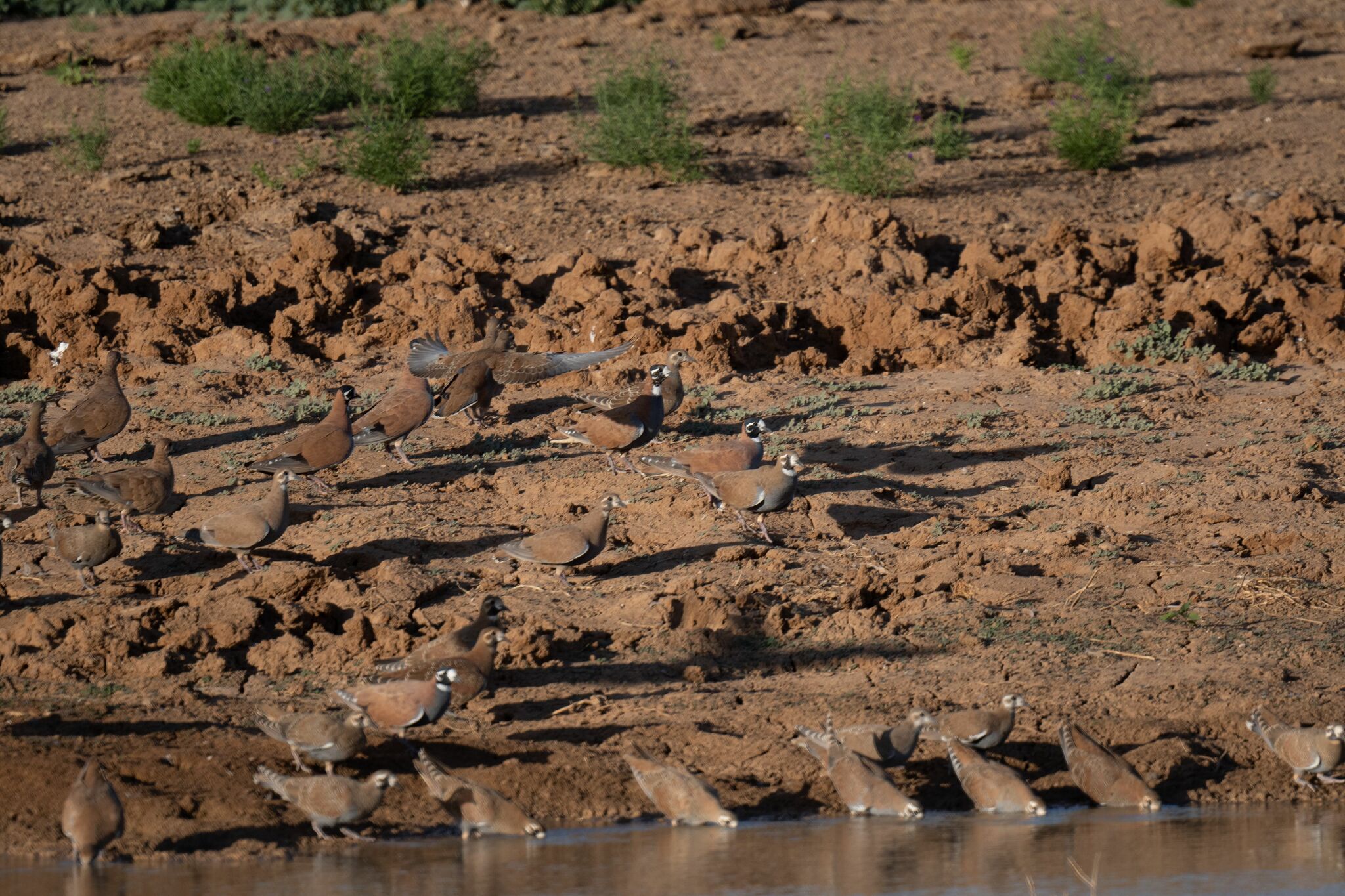 Flock Bronzewing (Phaps histrionica), photo 4