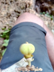 Plagioscyphus