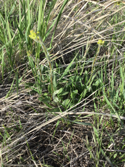 Senecio integerrimus